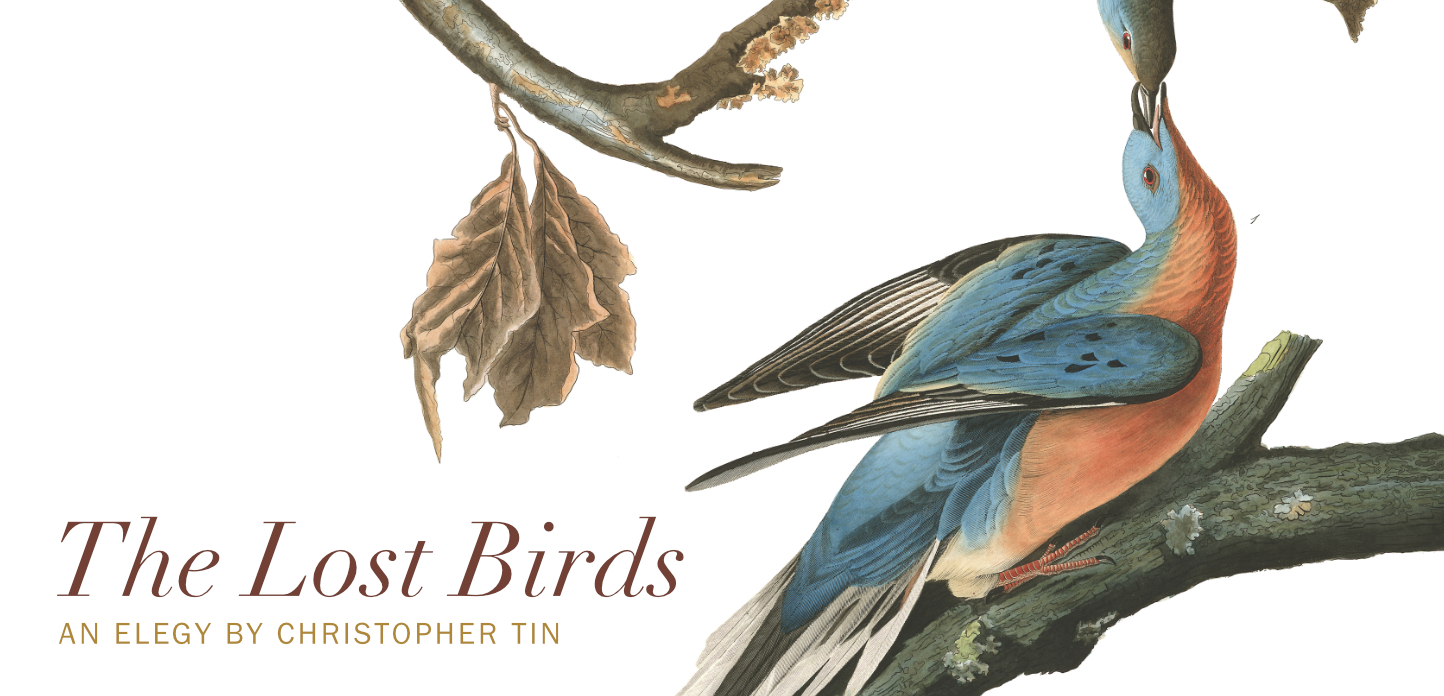 The Lost Birds Kickstarter